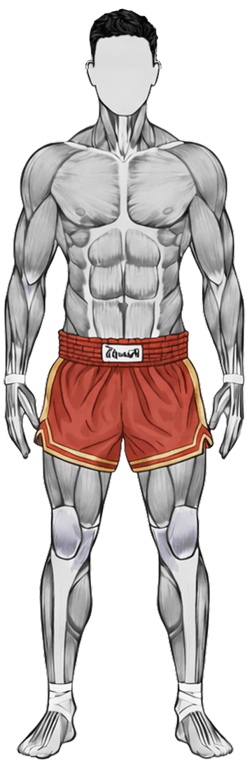 Illustrated muscle map of a body, front view, as shown in Carve. The muscles of the selected training day are highlighted.